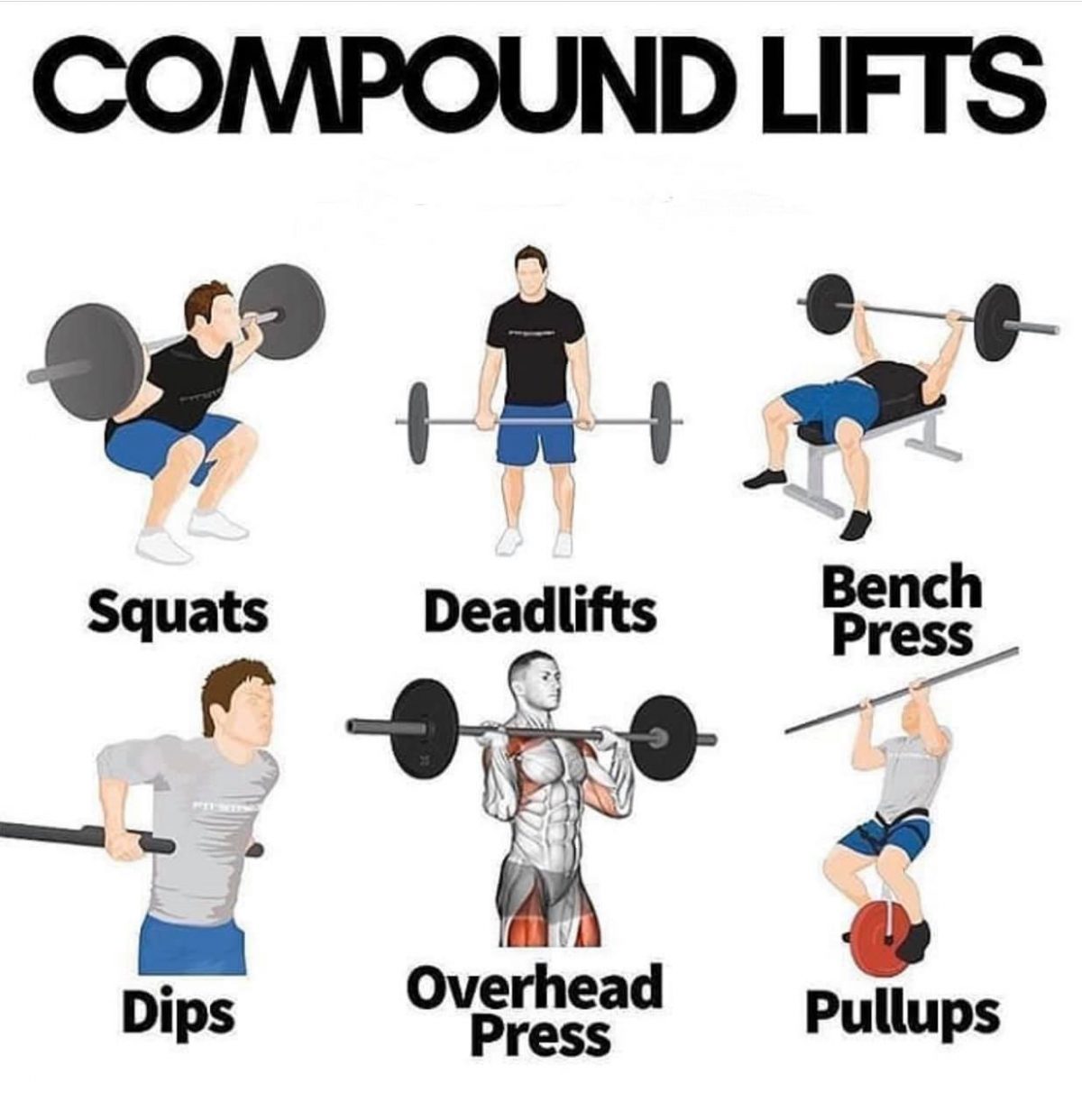 Compound Lifts Why You Need Them In Your Workout AMMFitness